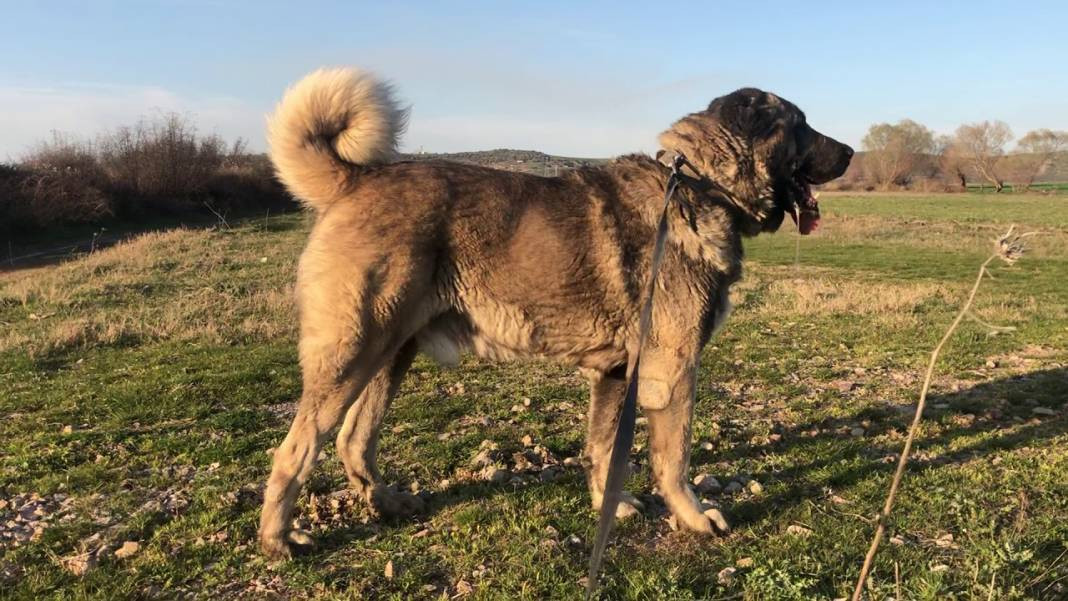 Dünyanın en büyük 25 köpek Irkı. Hem boylarıyla hem sadakatleriyle göz kamaştırıyorlar - Resim: 21